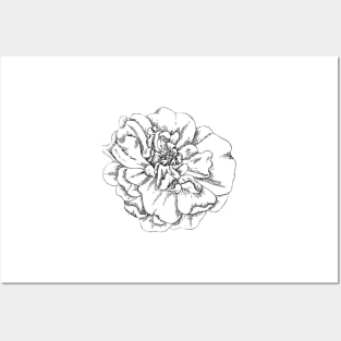 Black and White Rose Posters and Art